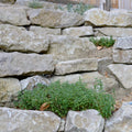 Purbeck Rockery