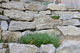 Purbeck Rockery