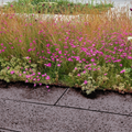 SCHELLEVIS CURBS – Taupe